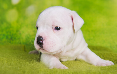 White American Bullies puppy on green background