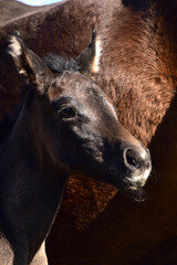 Fototapeta premium Warmblutfohlen