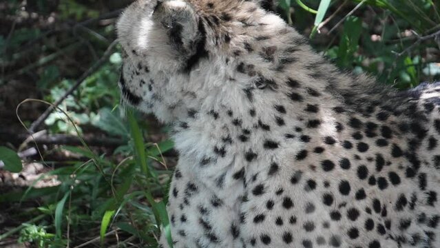 amazing cheetah South Africa, Namibia