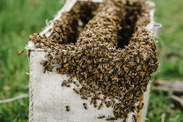 Close up of bees. Swarm of bees, their thousands and the queen bee. Catching the bee swarm. The beekeeper caught a swarm of bees in a box. Beekeeper at work. Beekeeping background. Beekeepers day.