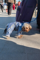 Yorkshire terrier dog on a leash near a large suitcase. Travel concept with animals. Blur and...