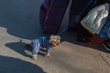 Travel concept with animals. Yorkshire terrier dog on a leash near a large suitcase.