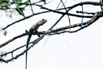 Changeable Lizard Brownish-buff to greyish on a tree branch