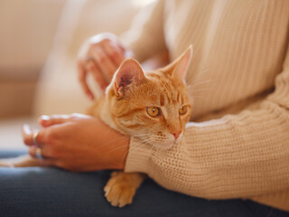 Young asian woman wears warm sweater resting with tabby cat on sofa at home one autumn day. Indoor shot of amazing lady holding ginger pet. Morning sleep time at home. Soft focus.