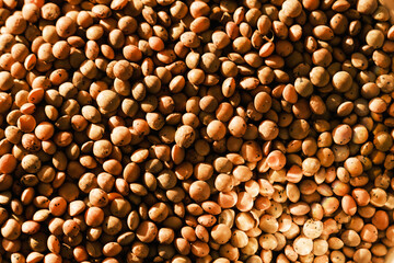 Lentil is an edible legume. It is an annual plant known for its lens-shaped seeds.