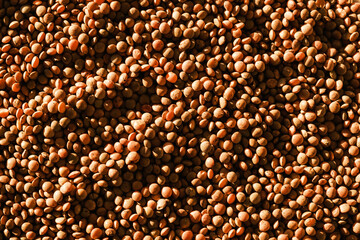 Lentil is an edible legume. It is an annual plant known for its lens-shaped seeds.