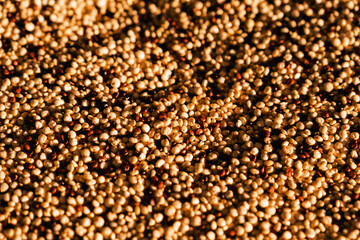 Quinoa is a flowering plant in the amaranth family. It is a herbaceous annual plant grown as a crop primarily for its edible seeds.