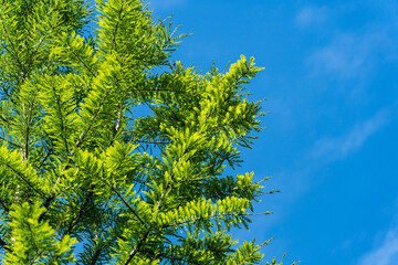 Obraz premium Green graceful foliage of Bald Cypress Taxodium Distichum (bog cypress, white cypress, red bay or high tide cypress). Close-up. Public Landscape City Park Krasnodar or Galitsky Park. Spring 2021