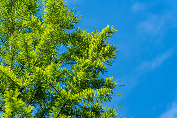 Green graceful foliage of Bald Cypress Taxodium Distichum (bog cypress, white cypress, red bay or...