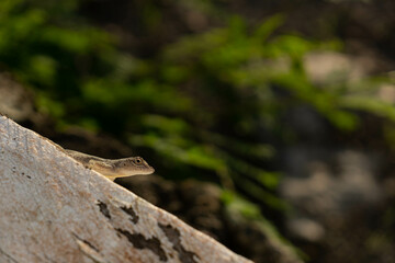 A little lizard sitting on a fence beam. Blurry green background.