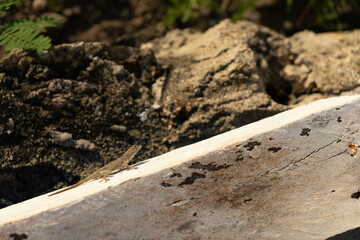 A little lizard sitting on a fence beam. Blurry green background.