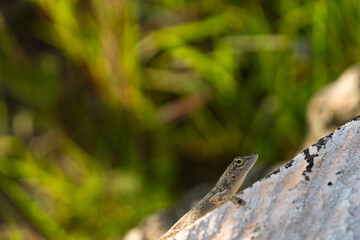 A little lizard sitting on a fence beam. Blurry green background.