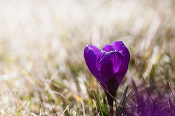 Młode,  wiosenne kwitnące fioletowe kwiaty krokusów na rozświetlonej łące.