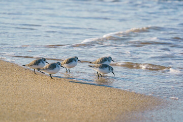 Sanderling (Calidris alba) feeding on the sand beach by the sea