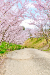 Fototapeta na wymiar 美しい満開の桜並木｜入学、卒業、新生活（縦構図）