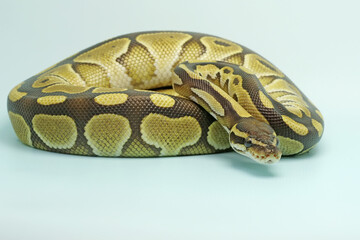 A ball python (Python regius) is wrapping its body and keeping an eye on its environment.