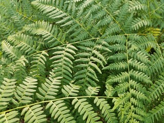 Fototapeta na wymiar green fern leaves texture , full frame nature background