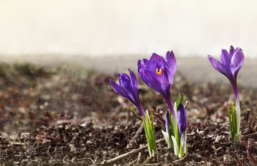 Purple crocus flowers in a empty spring ground for background