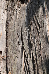 the bark of an old tree in bavaria