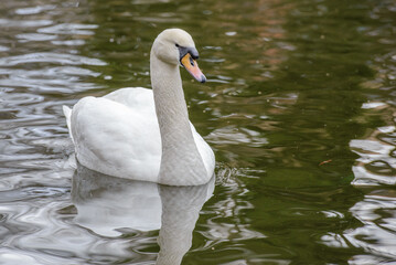 Swan close-up on the pond in the Stryiskyi Park.