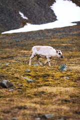 A reindeer in Norway (Svalbard)