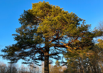 A big and old pine tree in the forest against the blue sky