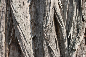 the bark of an old tree in bavaria
