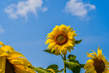 Sunflower with blue sky background