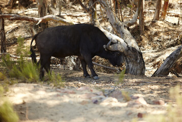 The lonely wildebeest. Shot of a wildebeest on the plains of Africa.