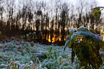 Cold winter evening sunset frozen grass and plants