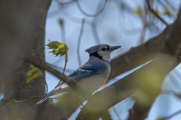 A blue jay perched in a tree with blurred foreground and background