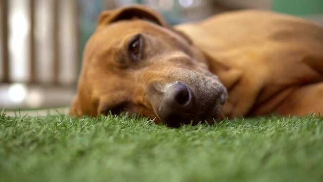  Rhodesian Ridgeback dog on the grass 