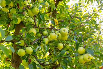 Fresh ripe apples hanging on tree branches in summer fruit garden. Organic fruit growing concept..