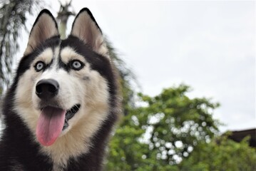 siberian husky puppy