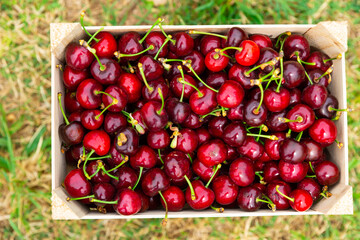 Crate full of freshly picked red sweet cherries standing in fruit garden