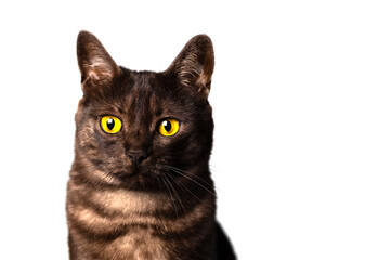 Isolated black cat with amber eyes on a white background