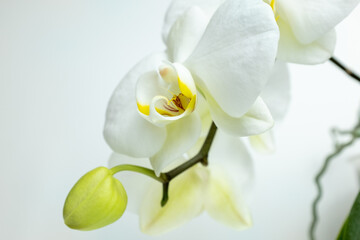 White orchid flowers on white background, close up. Amazing phalaenopsis orchid of white color for publication, poster, calendar, post, wallpaper, banner, cover, website, space for your design or text
