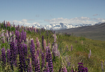 Colorful alpine tundra, a floral hill of purple and pink blooming lupine flowers against a background of snowy John Mountain and blue sky, Tekapo, South Island, New Zealand