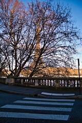 Eiffel tower behind a tree in Paris