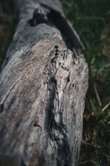 Tree trunk