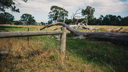 Fototapeta premium fence in the field