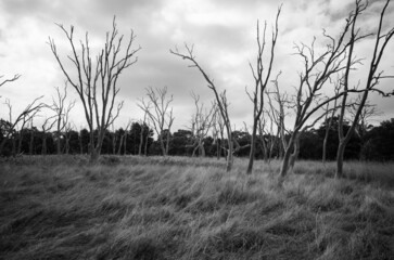 Fototapeta premium Landscape with trees