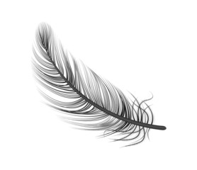 Black Feather Realistic Composition