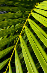 Close-up green tropical leaf with light and shadow