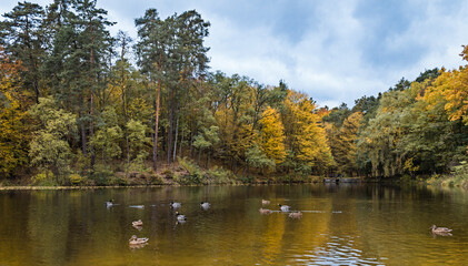 Fototapeta na wymiar Staw w lesie w pływającymi kaczkami w jesiennej porze roku