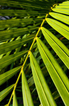 Close-up green tropical leaf with light and shadow