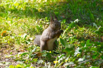 Naklejka na ściany i meble Brown squirrel sitting underneath a tree in Zurich, Switzerland