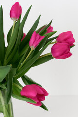 Fresh tulip flowers of pink color