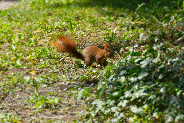Red Squirrel sitting underneath a tree in Zurich, Switzerland
