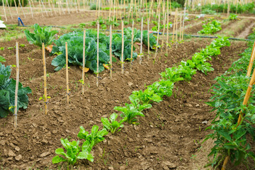 Fototapeta na wymiar Ripe cabbage and spinach growing in the garden